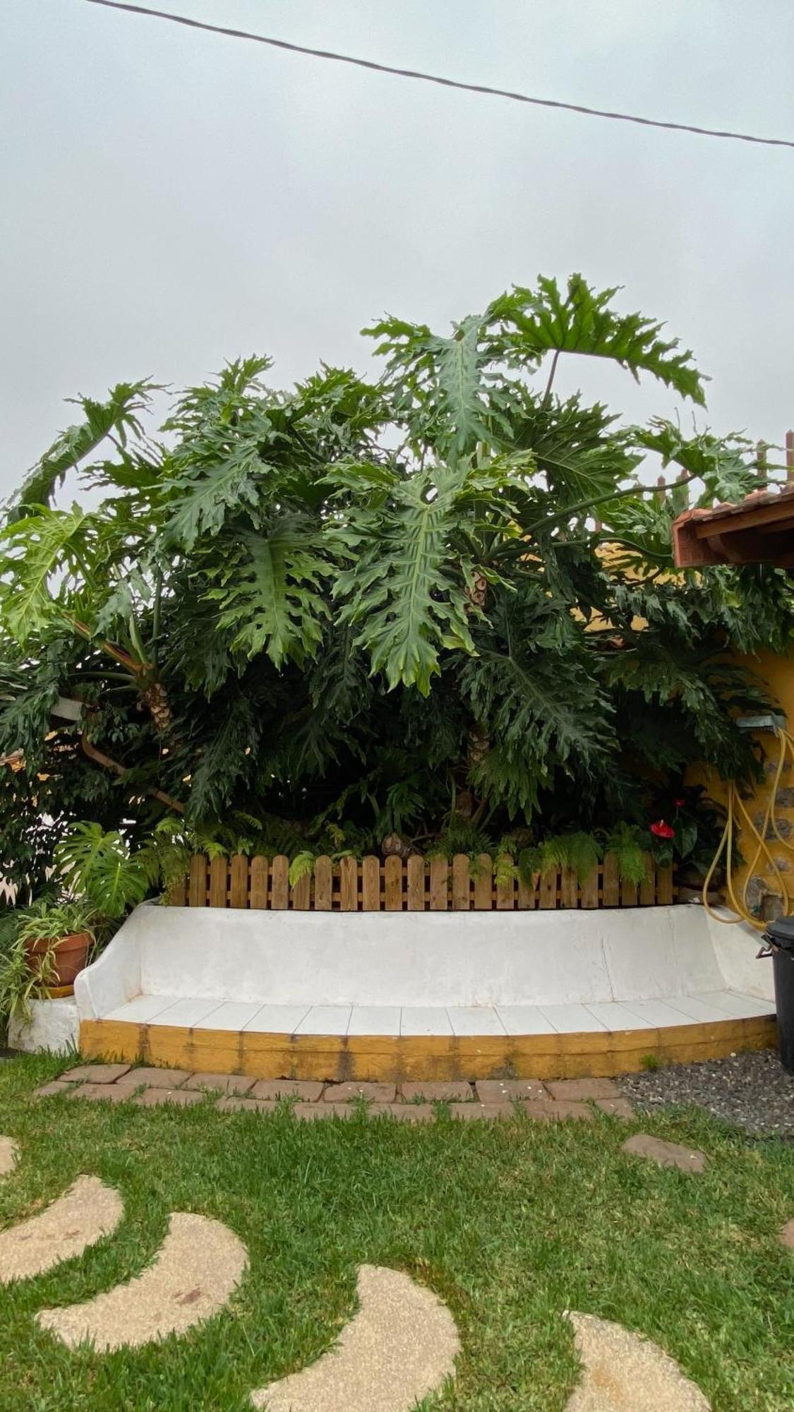 Casa Rural La Ganania Los Realejos Exterior foto